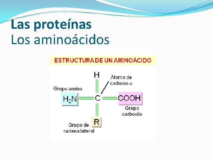 Las proteínas Los aminoácidos 