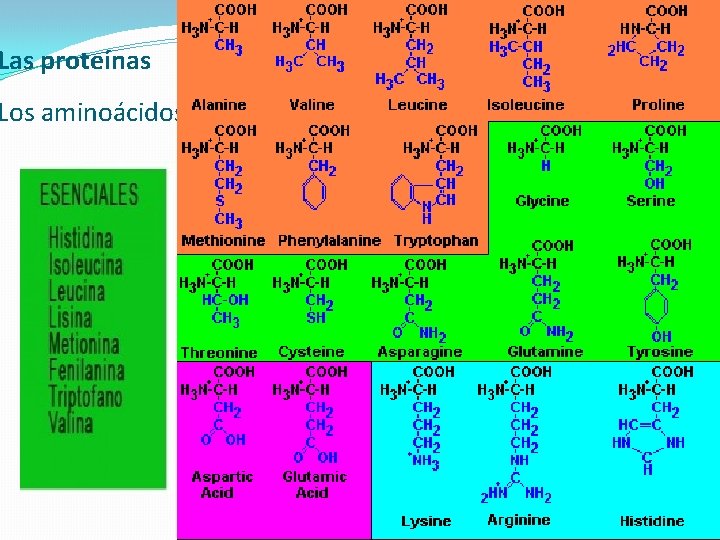 Las proteínas Los aminoácidos 