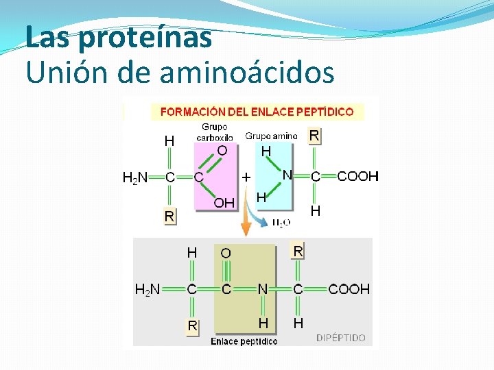 Las proteínas Unión de aminoácidos 