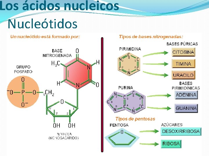 Los ácidos nucleicos Nucleótidos 