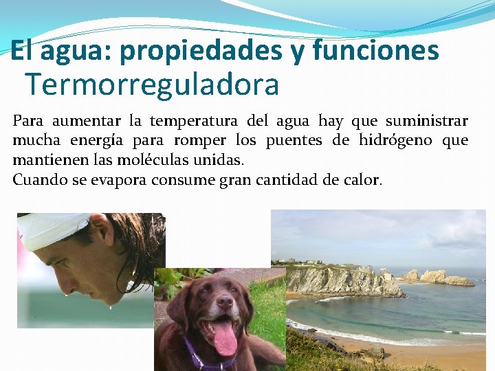 El agua: propiedades y funciones Termorreguladora Para aumentar la temperatura del agua hay que