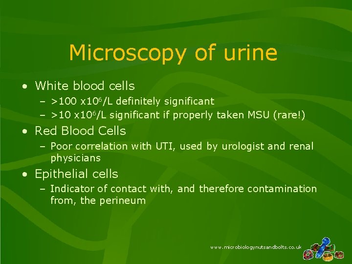 Microscopy of urine • White blood cells – >100 x 106/L definitely significant –