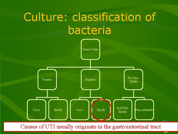 Culture: classification of bacteria Gram’s Stain Positive Cocci No Stain Uptake Negative Bacilli Cocci