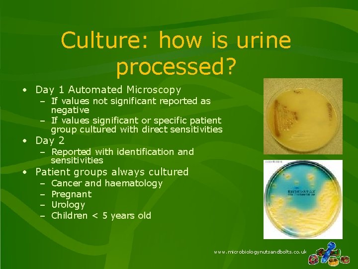 Culture: how is urine processed? • Day 1 Automated Microscopy – If values not