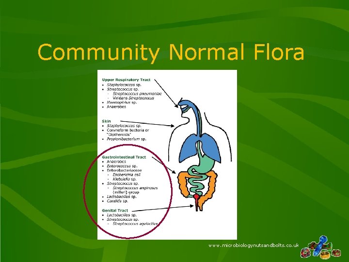 Community Normal Flora www. microbiologynutsandbolts. co. uk 