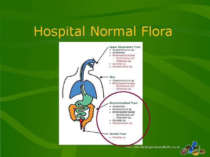 Hospital Normal Flora www. microbiologynutsandbolts. co. uk 