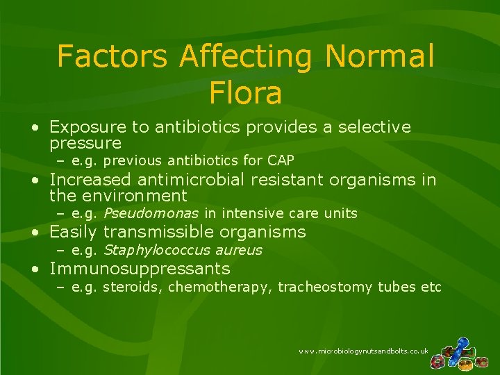 Factors Affecting Normal Flora • Exposure to antibiotics provides a selective pressure – e.