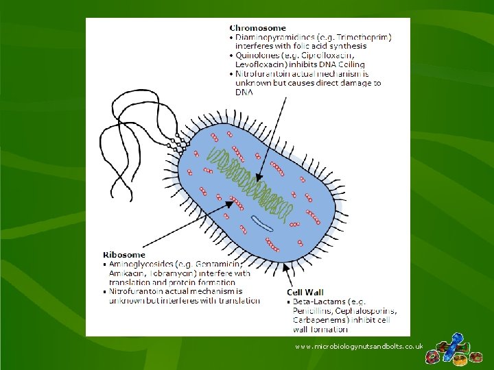 www. microbiologynutsandbolts. co. uk 