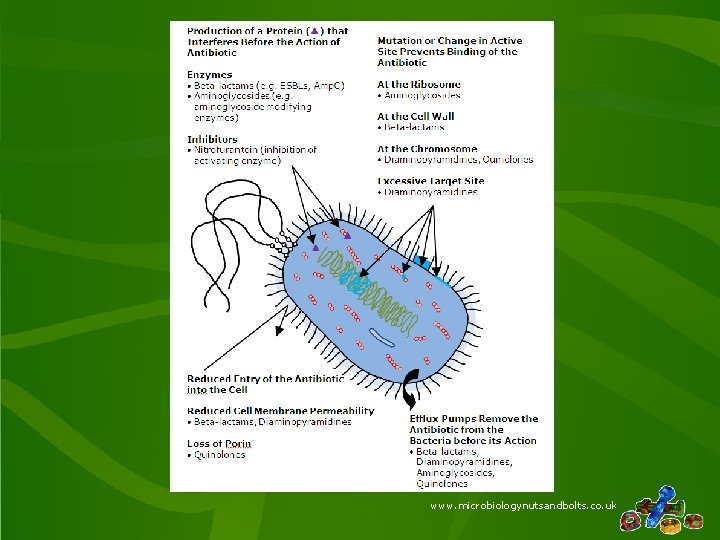 www. microbiologynutsandbolts. co. uk 