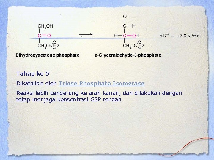 Tahap ke 5 Dikatalisis oleh Triose Phosphate Isomerase Reaksi lebih cenderung ke arah kanan,