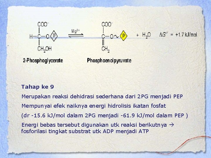 Tahap ke 9 Merupakan reaksi dehidrasi sederhana dari 2 PG menjadi PEP Mempunyai efek