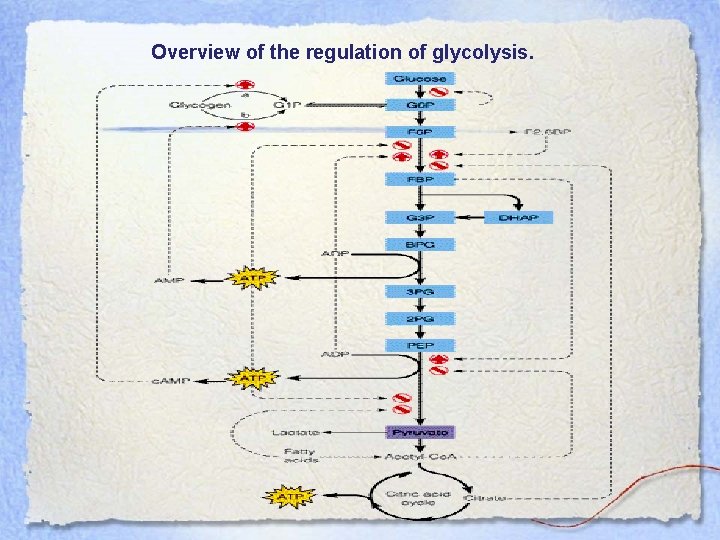 Overview of the regulation of glycolysis. 