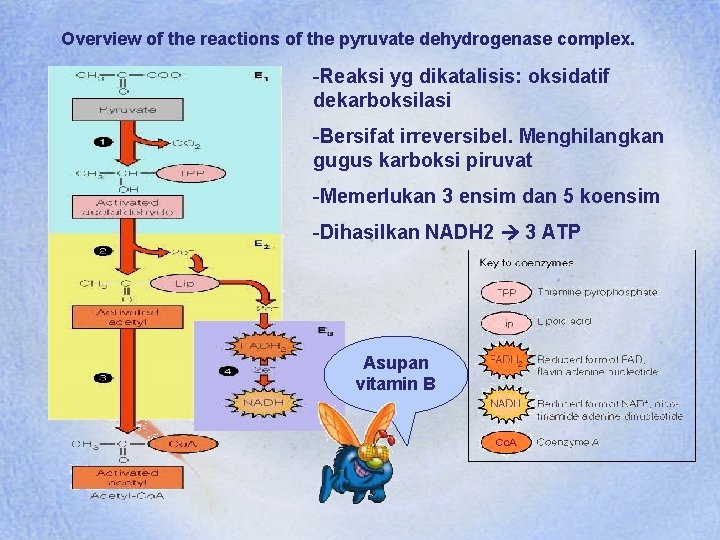 Overview of the reactions of the pyruvate dehydrogenase complex. -Reaksi yg dikatalisis: oksidatif dekarboksilasi