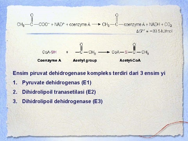 Ensim piruvat dehidrogenase kompleks terdiri dari 3 ensim yi 1. Pyruvate dehidrogenas (E 1)