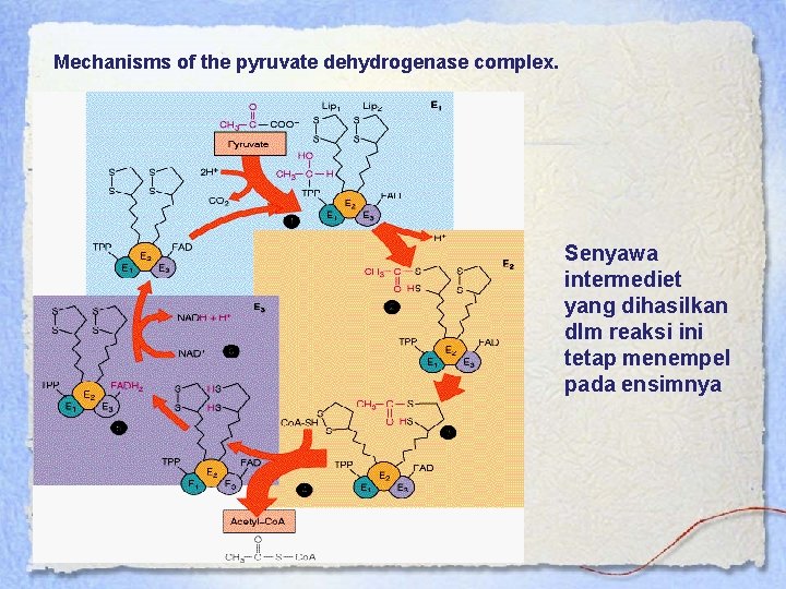 Mechanisms of the pyruvate dehydrogenase complex. Senyawa intermediet yang dihasilkan dlm reaksi ini tetap