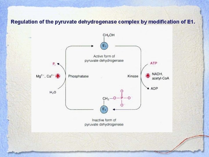 Regulation of the pyruvate dehydrogenase complex by modification of E 1. 