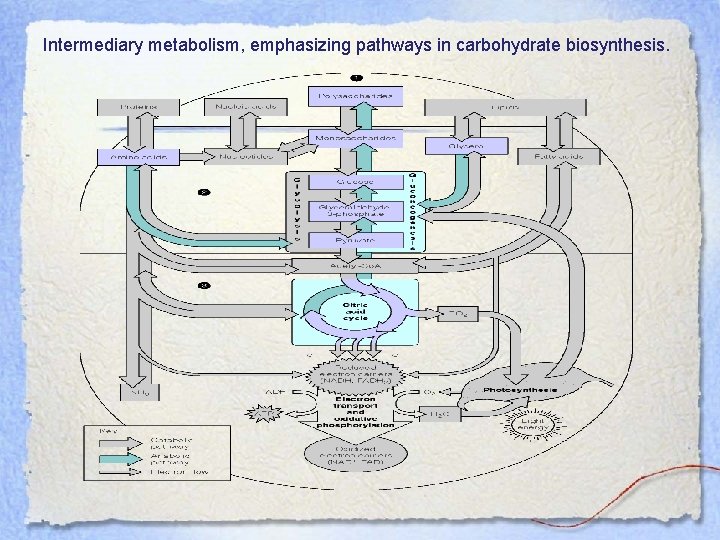 Intermediary metabolism, emphasizing pathways in carbohydrate biosynthesis. 