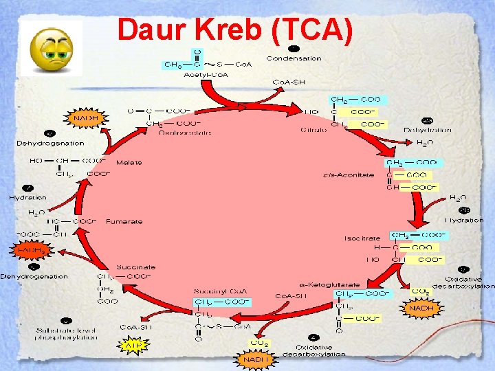 Daur Kreb (TCA) 