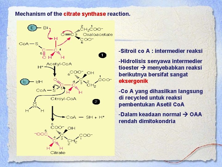 Mechanism of the citrate synthase reaction. -Sitroil co A : intermedier reaksi -Hidrolisis senyawa