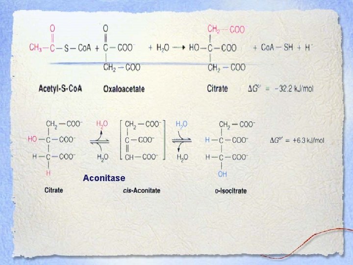 Aconitase 