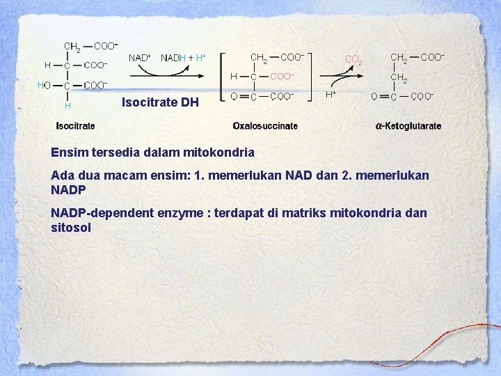 Isocitrate DH Ensim tersedia dalam mitokondria Ada dua macam ensim: 1. memerlukan NAD dan
