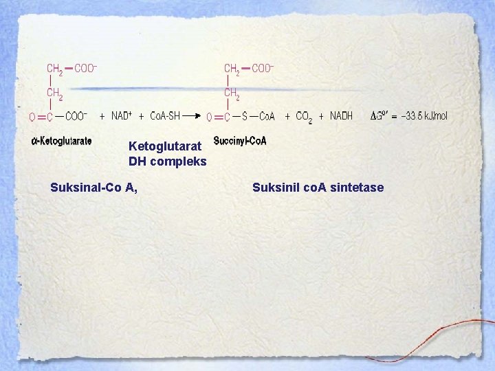 Ketoglutarat DH compleks Suksinal-Co A, Suksinil co. A sintetase 