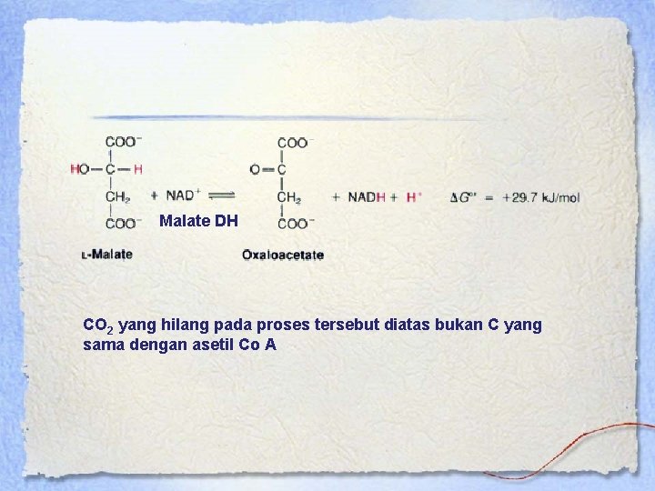 Malate DH CO 2 yang hilang pada proses tersebut diatas bukan C yang sama