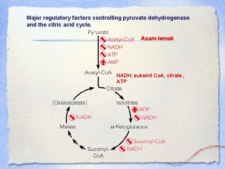 Major regulatory factors controlling pyruvate dehydrogenase and the citric acid cycle. Asam lemak NADH,