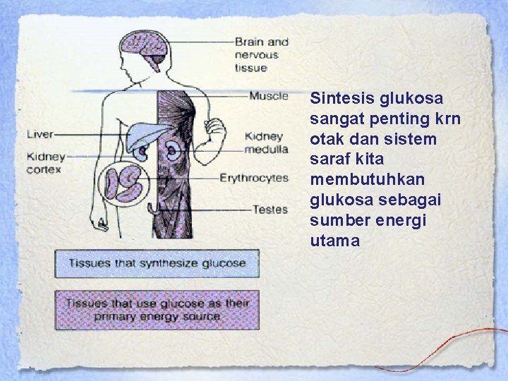 Sintesis glukosa sangat penting krn otak dan sistem saraf kita membutuhkan glukosa sebagai sumber