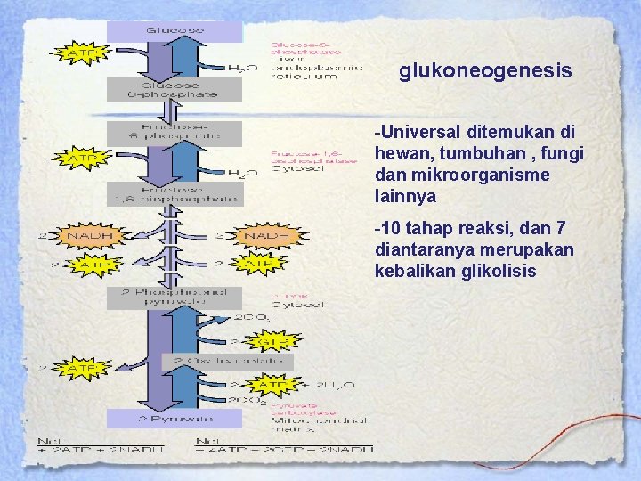 glukoneogenesis -Universal ditemukan di hewan, tumbuhan , fungi dan mikroorganisme lainnya -10 tahap reaksi,