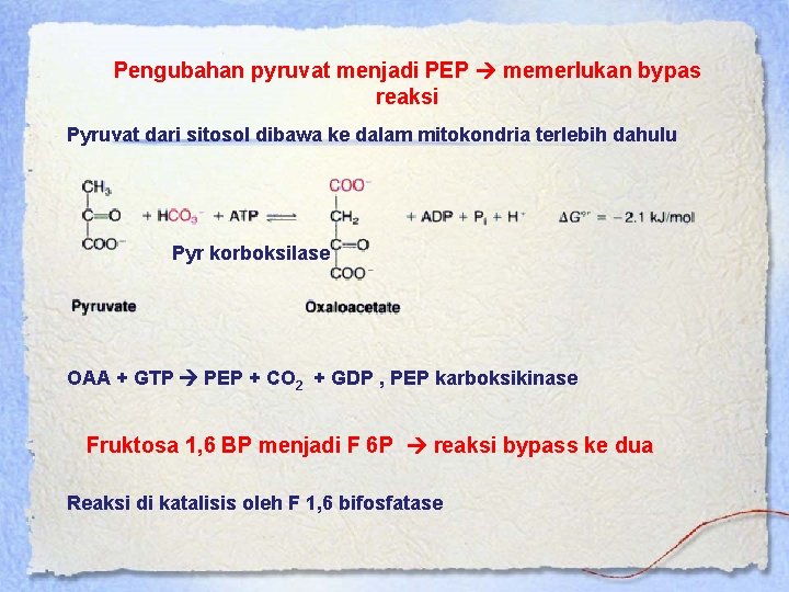 Pengubahan pyruvat menjadi PEP memerlukan bypas reaksi Pyruvat dari sitosol dibawa ke dalam mitokondria