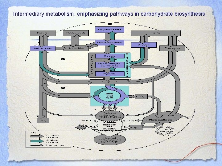 Intermediary metabolism, emphasizing pathways in carbohydrate biosynthesis. 