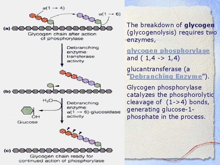 The breakdown of glycogen (glycogenolysis) requires two enzymes, glycogen phosphorylase and ( 1, 4