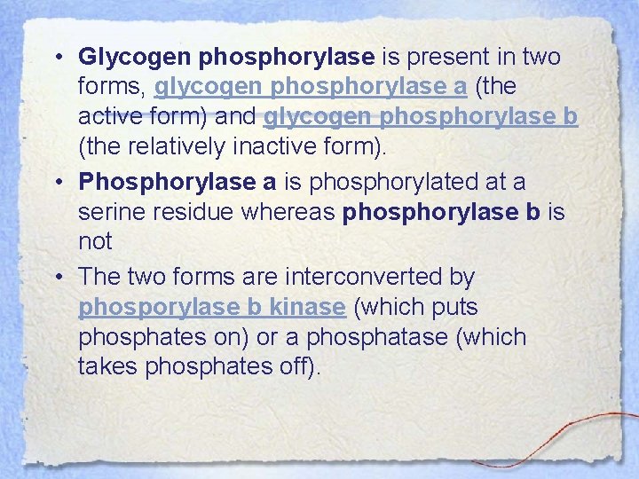  • Glycogen phosphorylase is present in two forms, glycogen phosphorylase a (the active