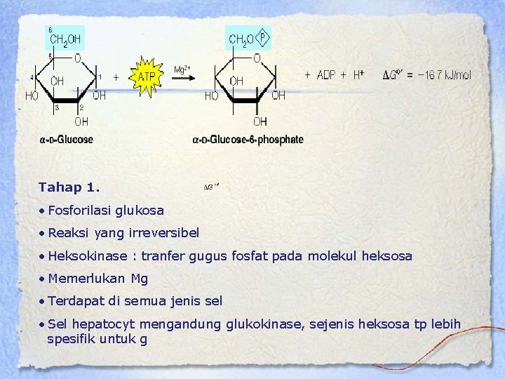 Tahap 1. • Fosforilasi glukosa • Reaksi yang irreversibel • Heksokinase : tranfer gugus