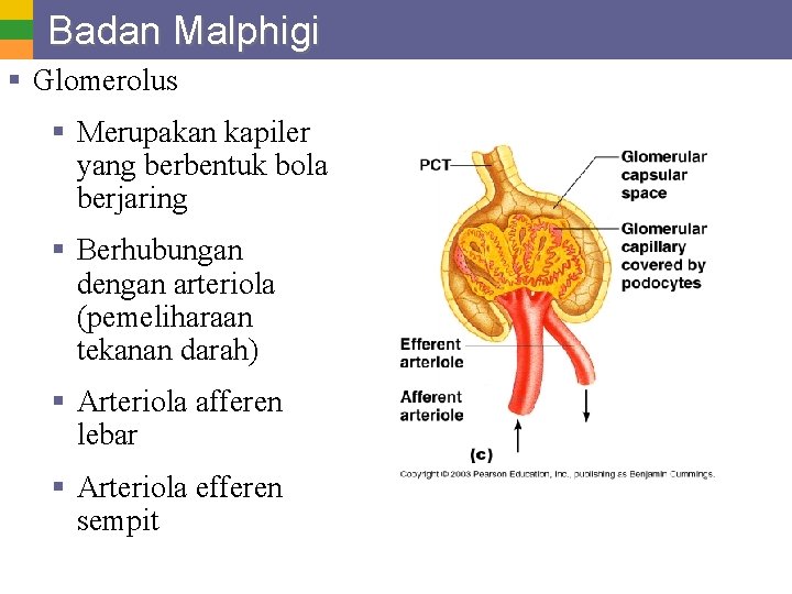 Badan Malphigi § Glomerolus § Merupakan kapiler yang berbentuk bola berjaring § Berhubungan dengan