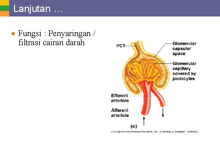 Lanjutan … · Fungsi : Penyaringan / filtrasi cairan darah 