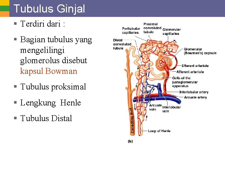 Tubulus Ginjal § Terdiri dari : § Bagian tubulus yang mengelilingi glomerolus disebut kapsul