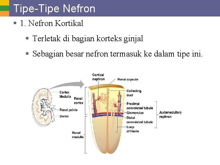 Tipe-Tipe Nefron § 1. Nefron Kortikal § Terletak di bagian korteks ginjal § Sebagian