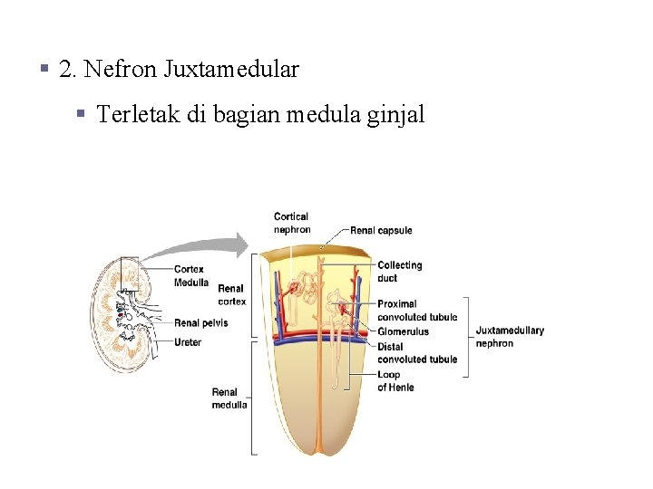 § 2. Nefron Juxtamedular § Terletak di bagian medula ginjal 