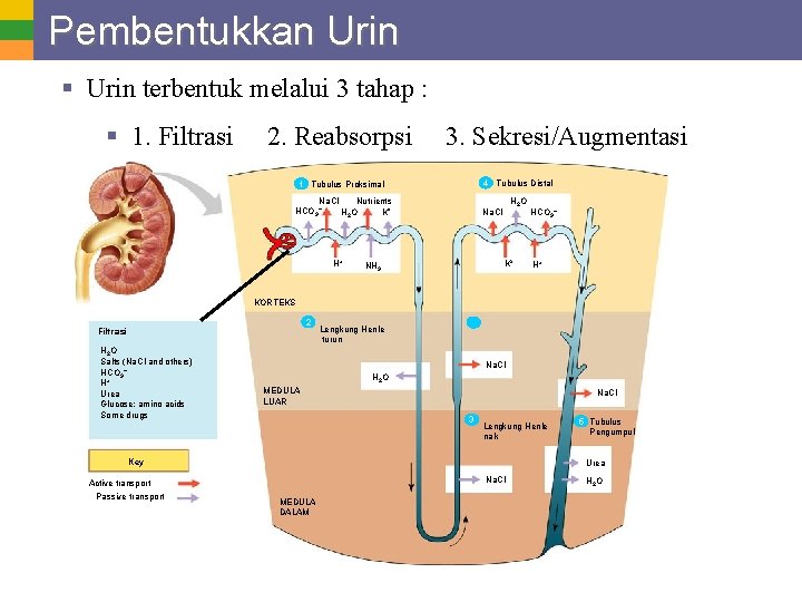Pembentukkan Urin § Urin terbentuk melalui 3 tahap : § 1. Filtrasi 2. Reabsorpsi