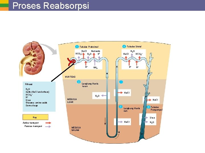 Proses Reabsorpsi 4 Tubulus Distal 1 Tubulus Proksimal Na. Cl Nutrients HCO 3 H