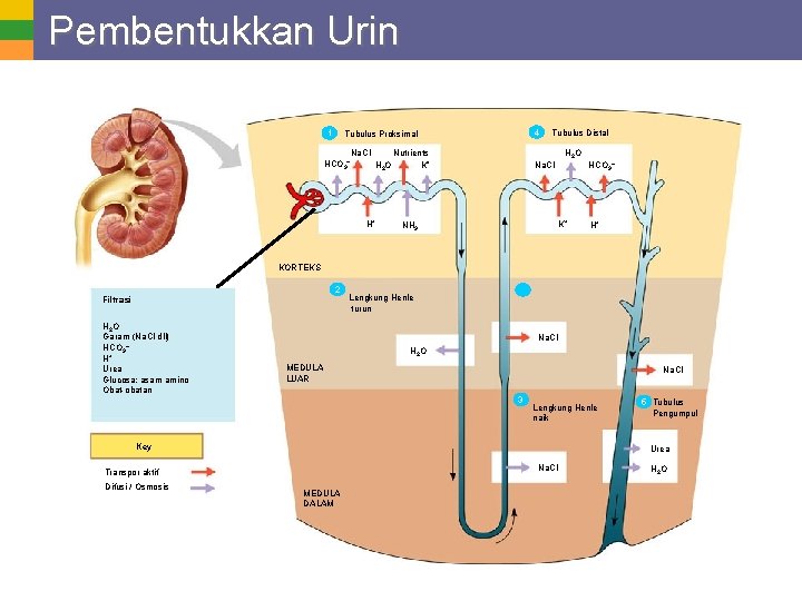 Pembentukkan Urin 1 4 Tubulus Proksimal Na. Cl HCO 3 H 2 O H+