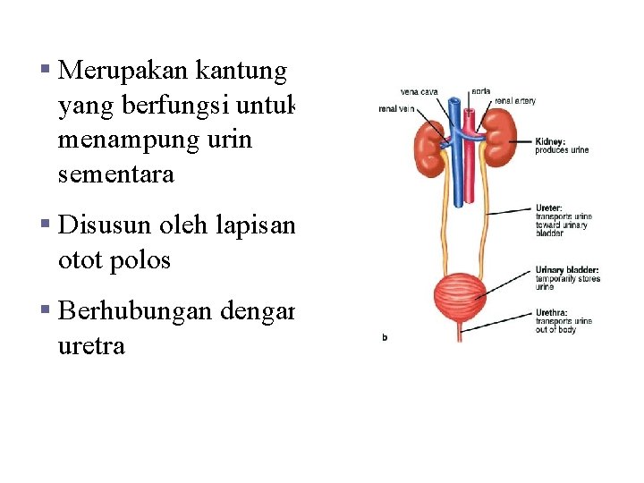 C. Kandung Kemih § Merupakan kantung yang berfungsi untuk menampung urin sementara § Disusun