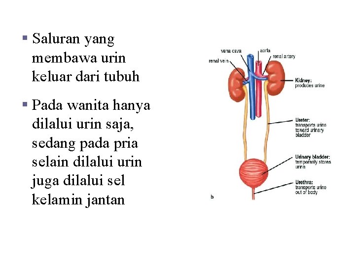 D. Uretra § Saluran yang membawa urin keluar dari tubuh § Pada wanita hanya