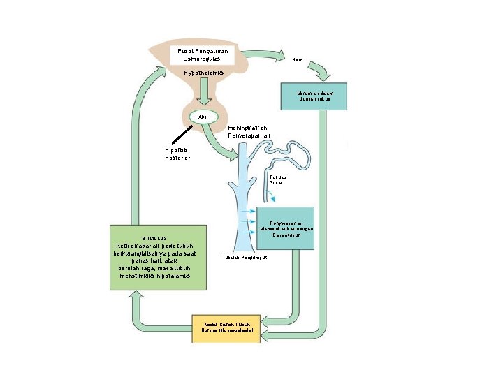 Pengaturan Pembentukkan Urin Pusat Pengaturan Osmoregulasi Haus Hypothalamus Minum air dalam Jumlah cukup ADH