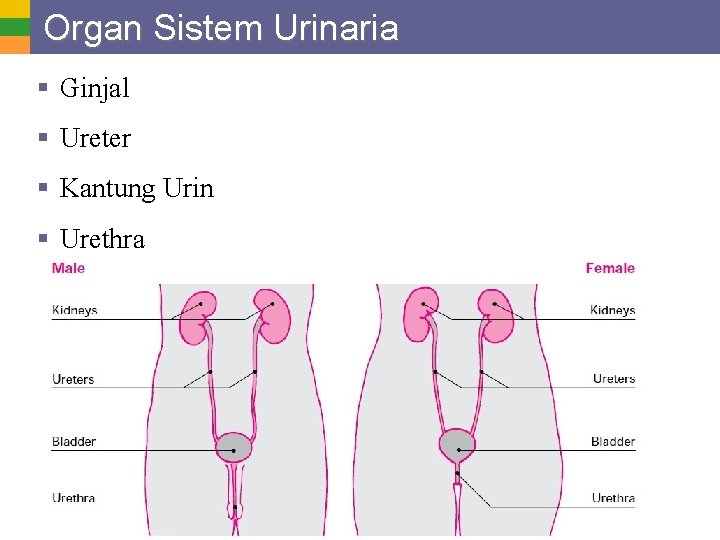 Organ Sistem Urinaria § Ginjal § Ureter § Kantung Urin § Urethra 