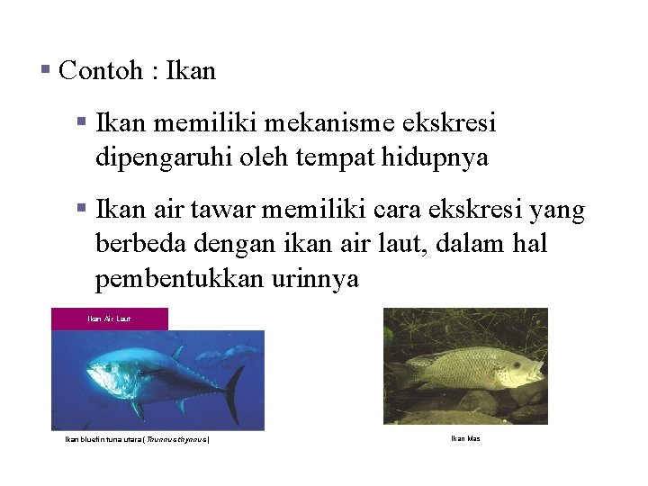 SISTEM EKSKRESI PADA HEWAN § Contoh : Ikan § Ikan memiliki mekanisme ekskresi dipengaruhi