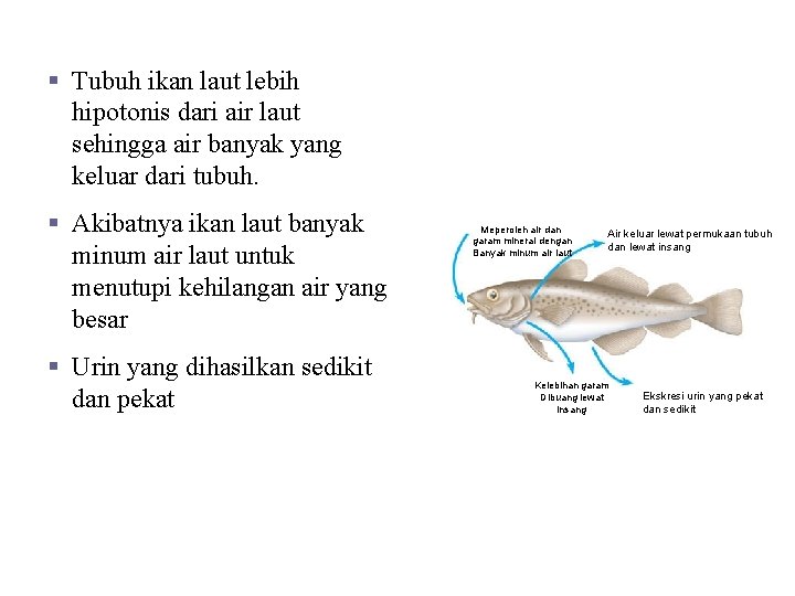 Ikan Air Laut § Tubuh ikan laut lebih hipotonis dari air laut sehingga air