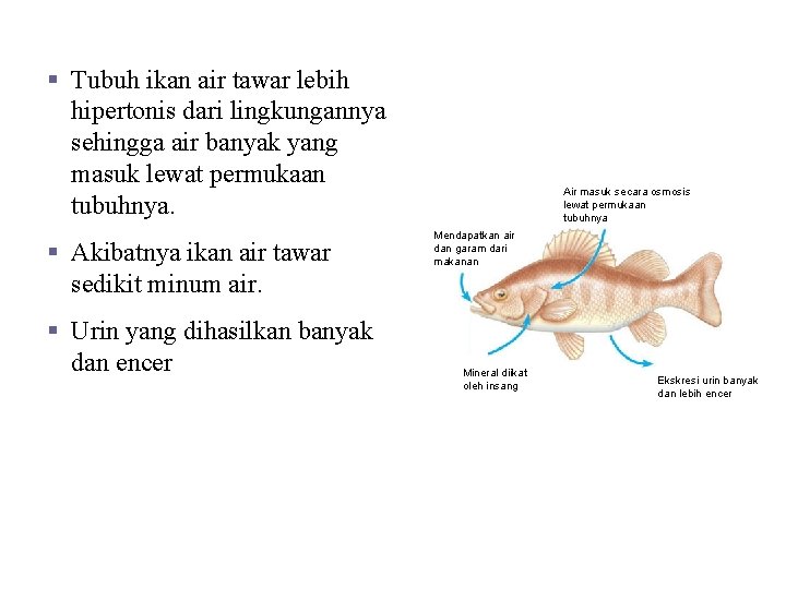 Ikan Air Tawar § Tubuh ikan air tawar lebih hipertonis dari lingkungannya sehingga air